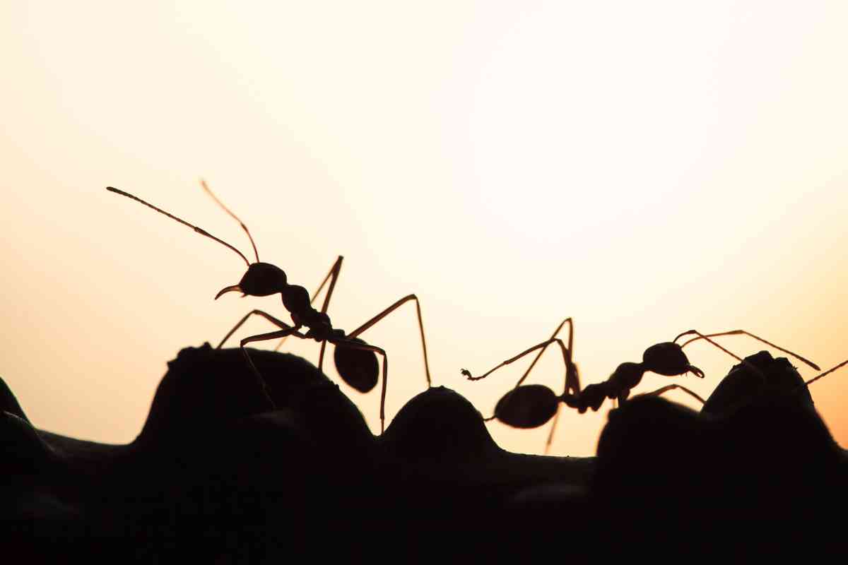 Hormigas, casa, insecto, trucos