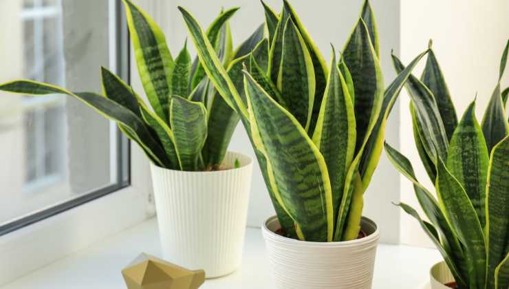 sansevieria planta