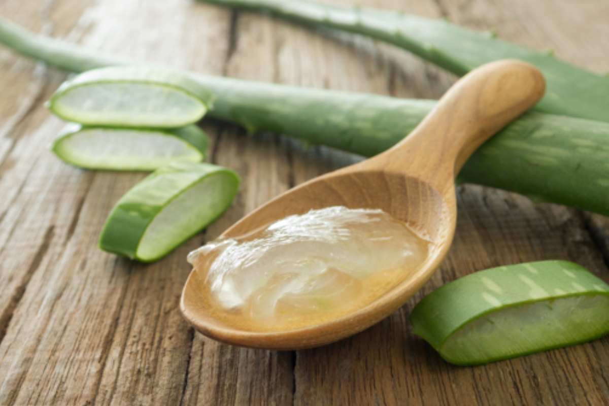 Beneficios de la planta aloe vera