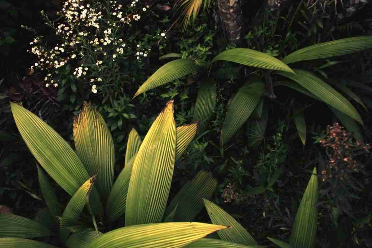 Las plantas medicinales, tus mejores aliadas