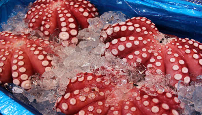 Pulpo