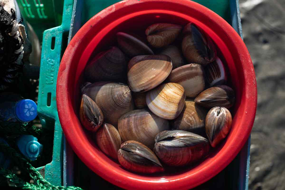 ostras alimento salud