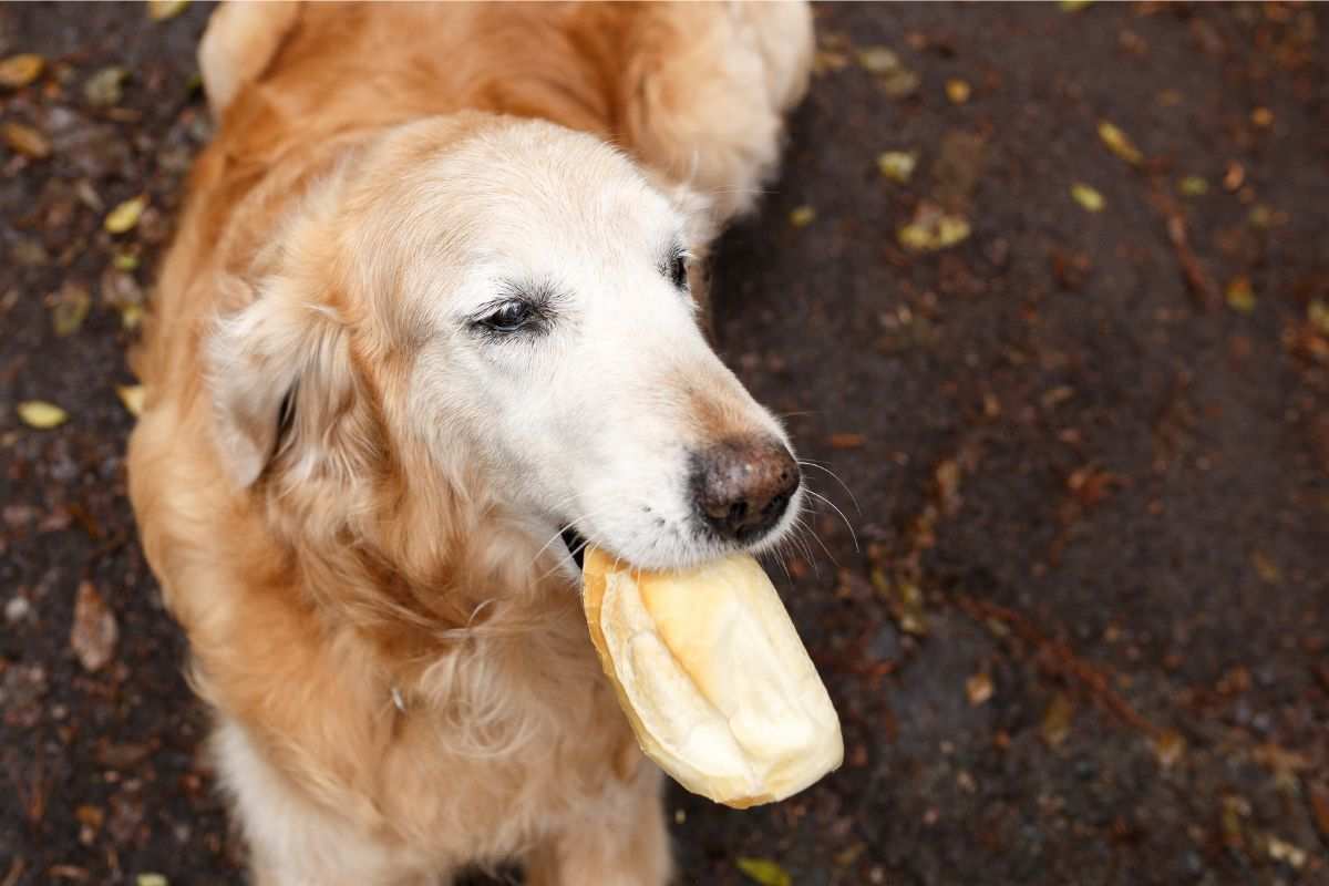 pan perro mascota alimentos consejos