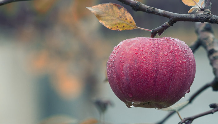 Manzana