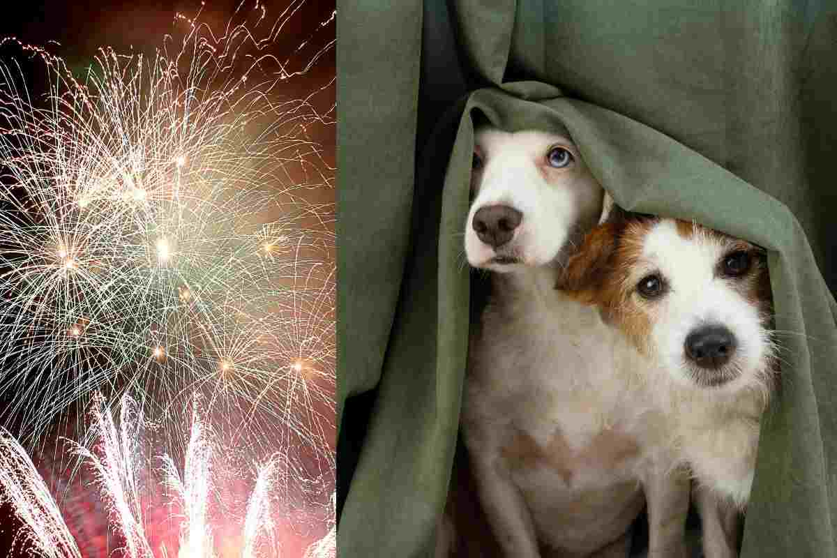 cohetes fuegos artificiales mascotas perros