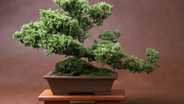 Los bonsáis arrastran algunos mitos no reales