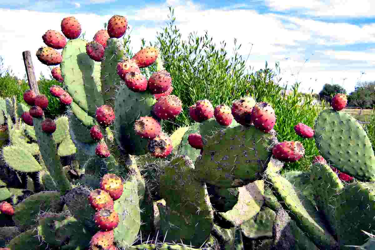 Cactus mala suerte creencia popular