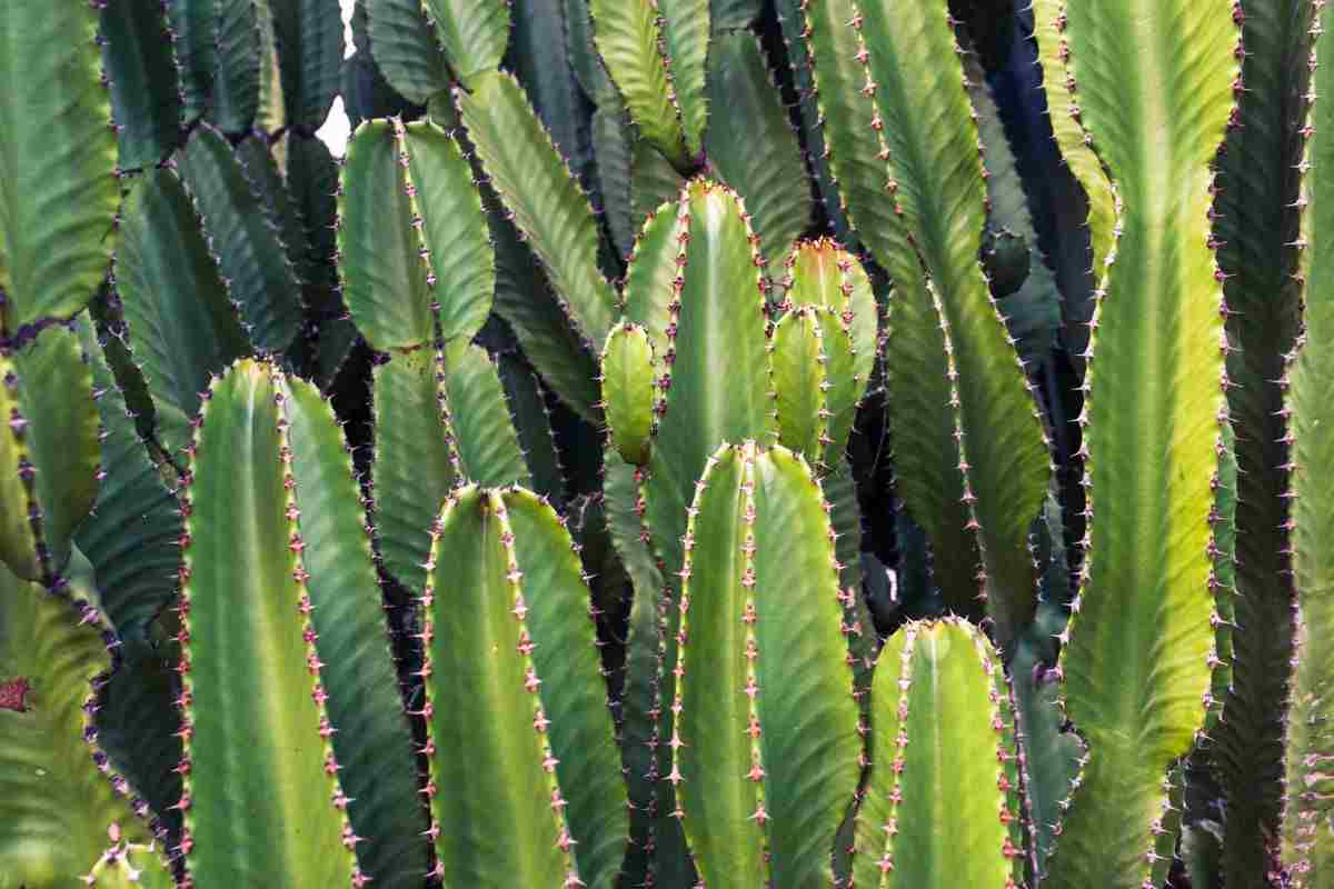El cactus: un desconocido con muchos beneficios