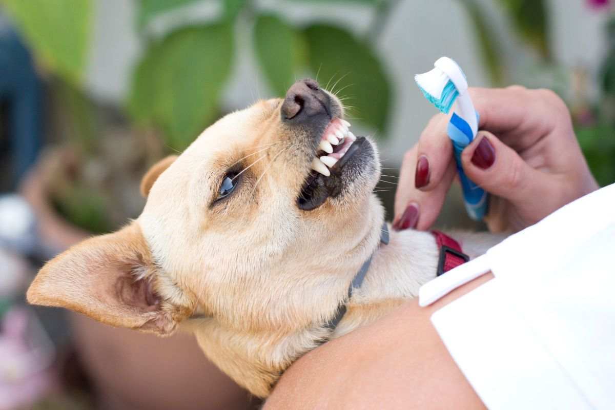 dientes perros cepillo salud dental consejos animales mascotas