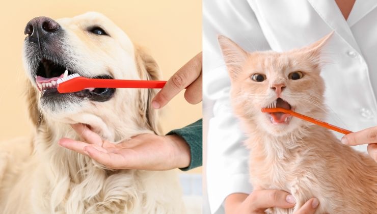 limpieza dental mascotas dientes salud animales perros gatos