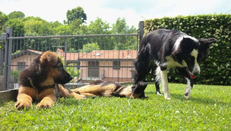 Los animales de compañía sufren con los petardos