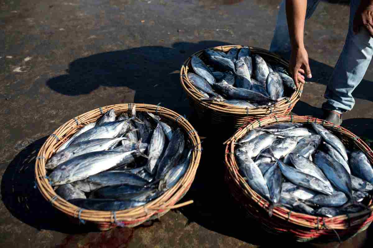 Dos pescados que tenemos que desterrar de nuestra dieta