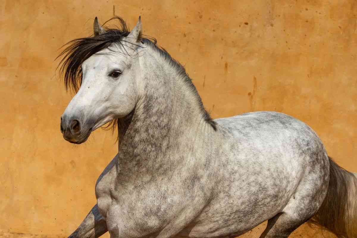 La fiesta del caballo de pura raza español crece en el número de países participantes