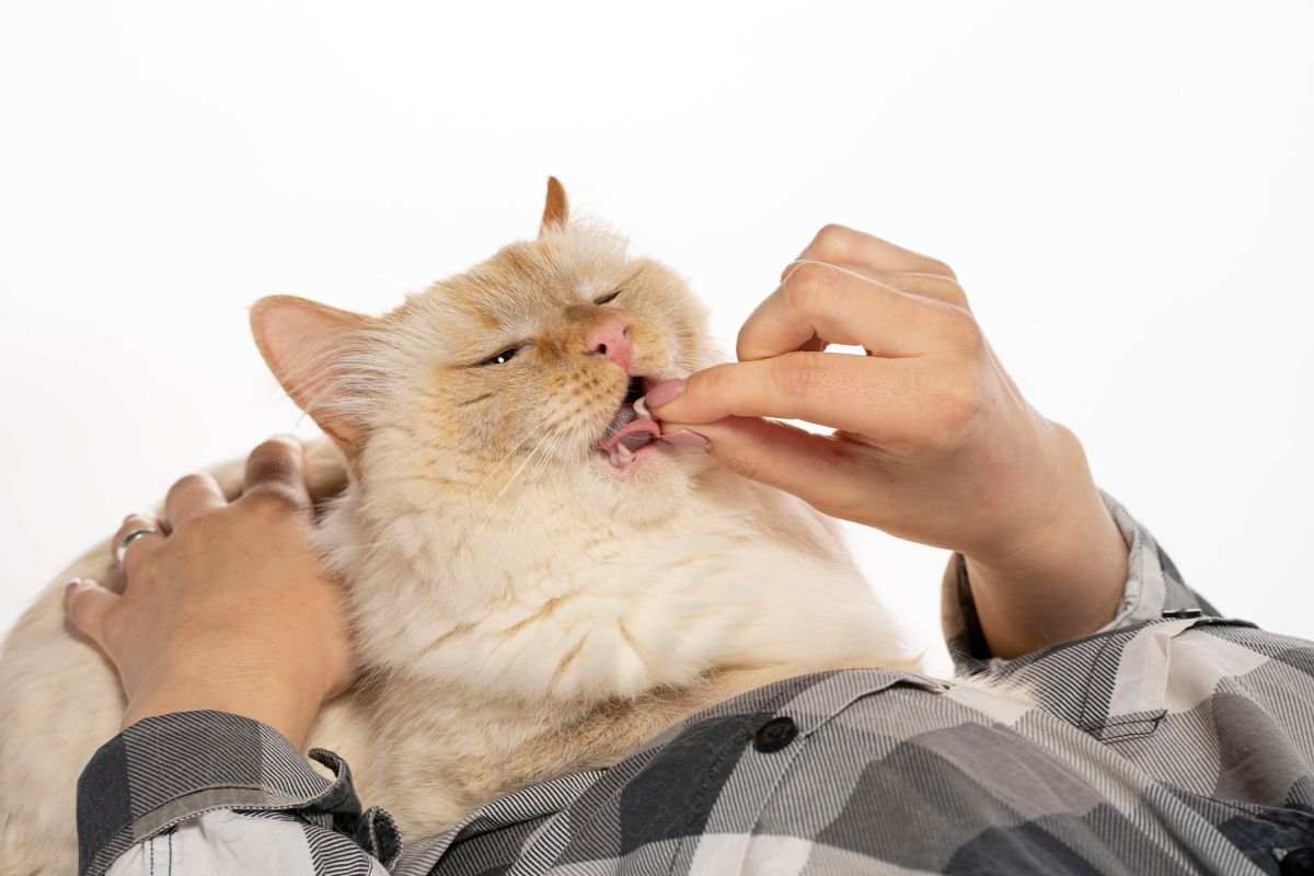 como dar la pastilla al gato