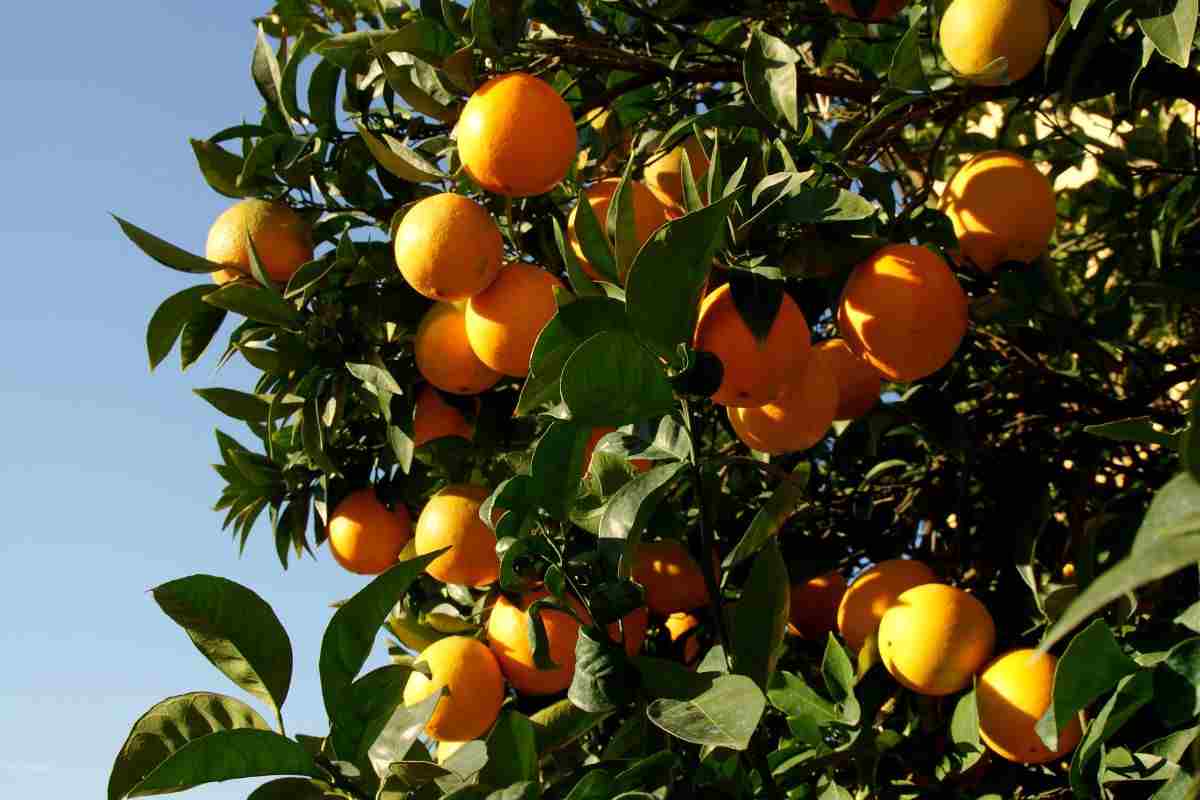Los sorprendentes usos de la naranja amarga de Sevilla