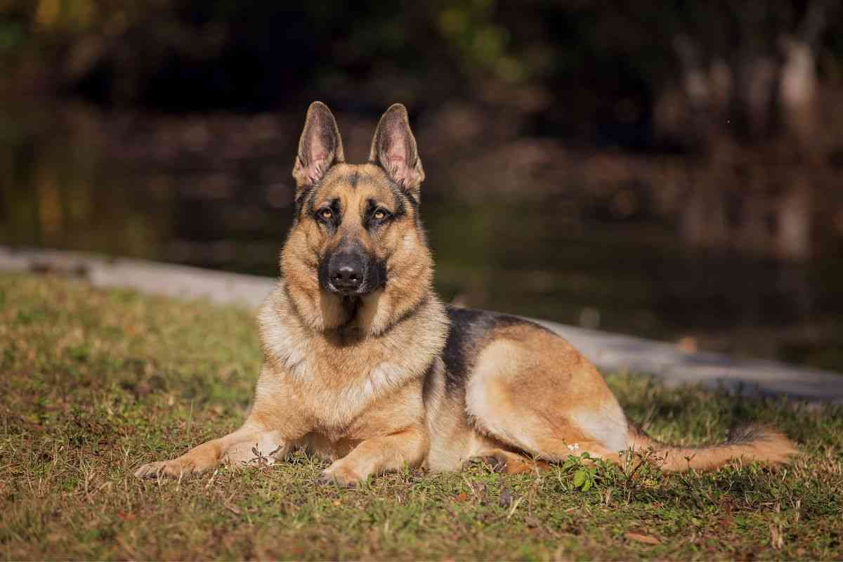 Las razas de perros más inteligentes, conócelas