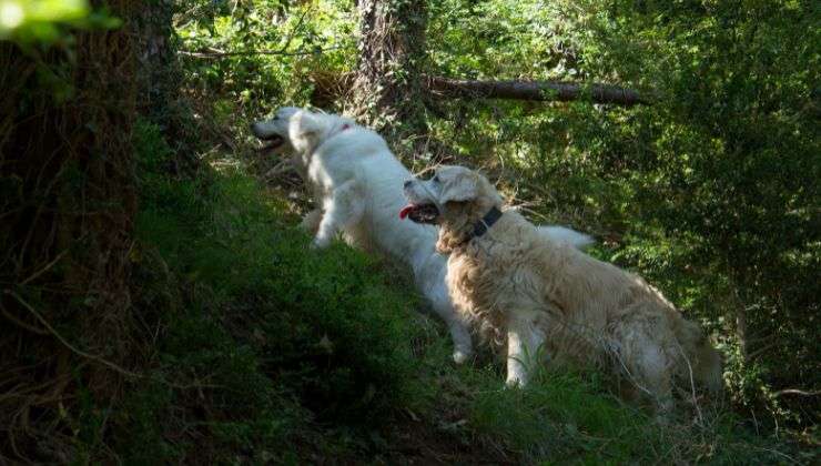 Hay razas de perros más inteligentes que otras