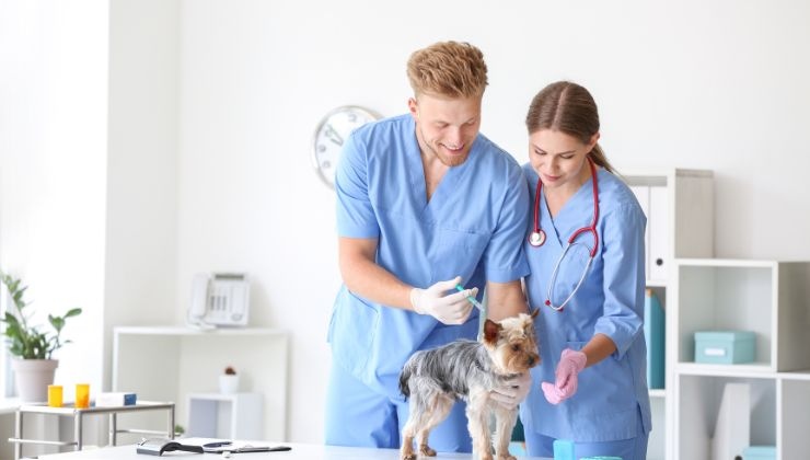 veterinario perros mascotas animales salud