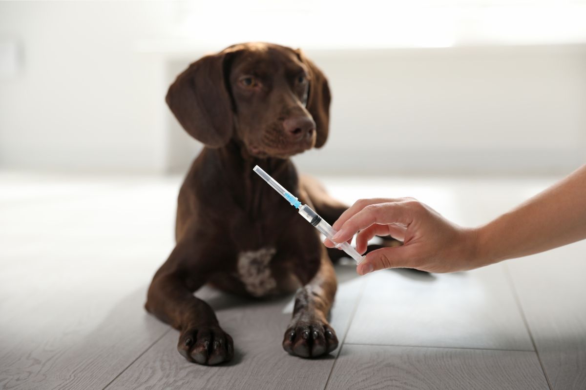 vacunas perro veterinario salud mascotas animales