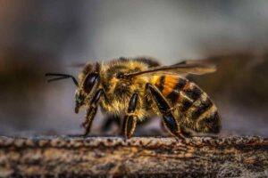 Alimentos curar picaduras abeja no pierdas