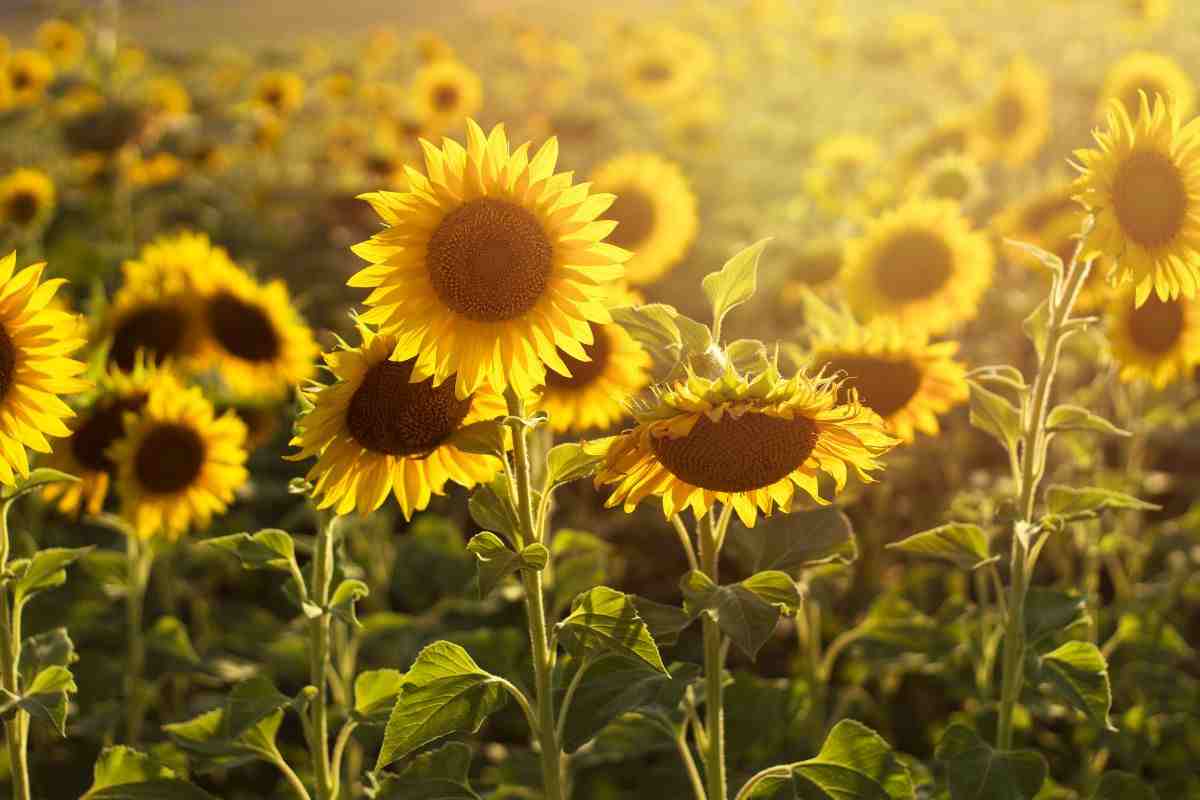 Los mitos en torno al girasol: ¿siempre giran al sol?