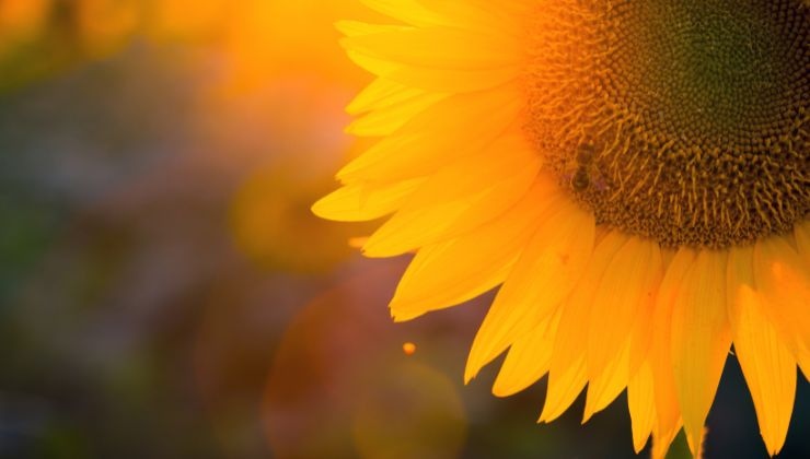 Todos los detalles del girasol 