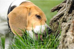 perro hierba mascota césped plantas animales