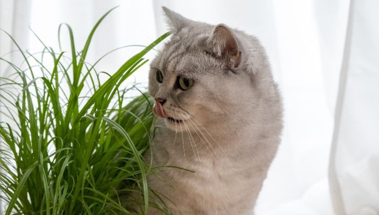 gato mascota animales plantas hierba