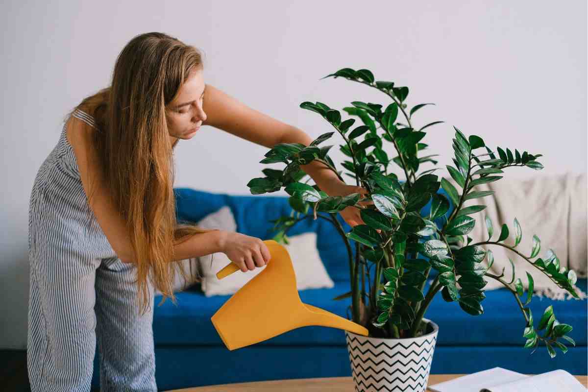 plantas interior casas decoración hogar consejos