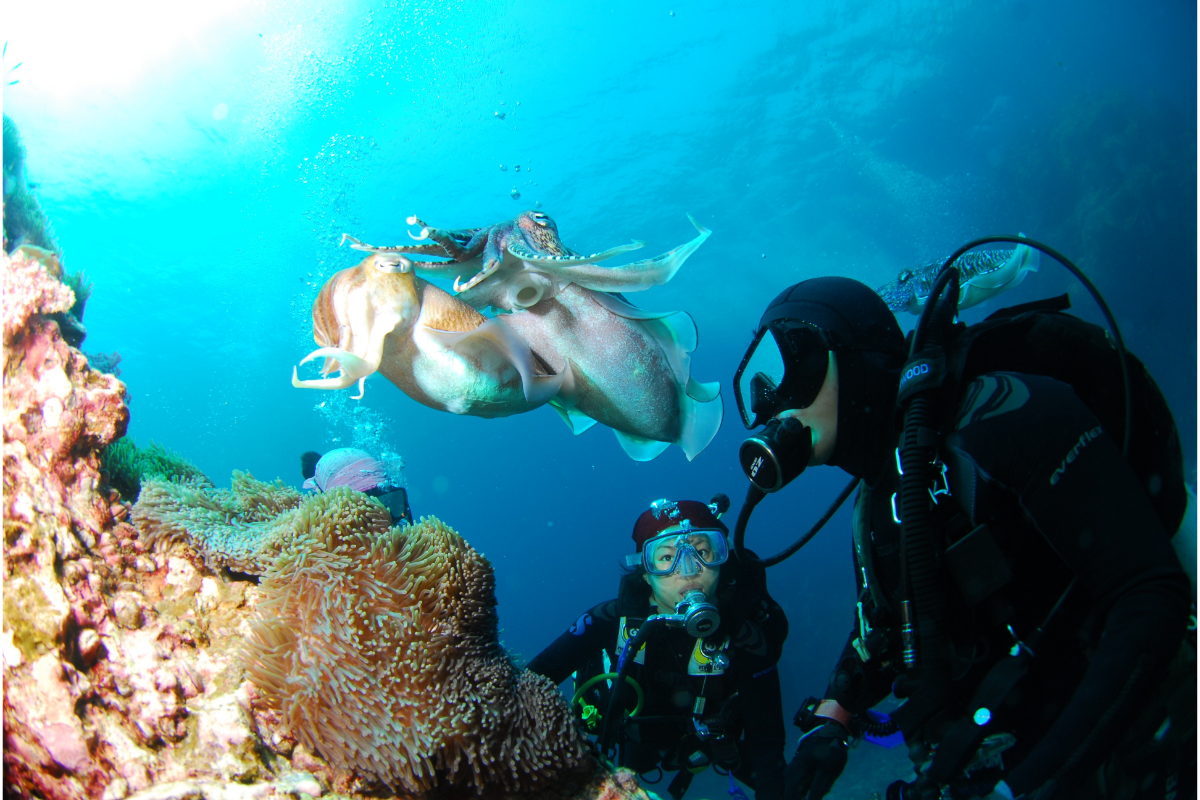 Submarinismo en una de las Islas de Canaria.