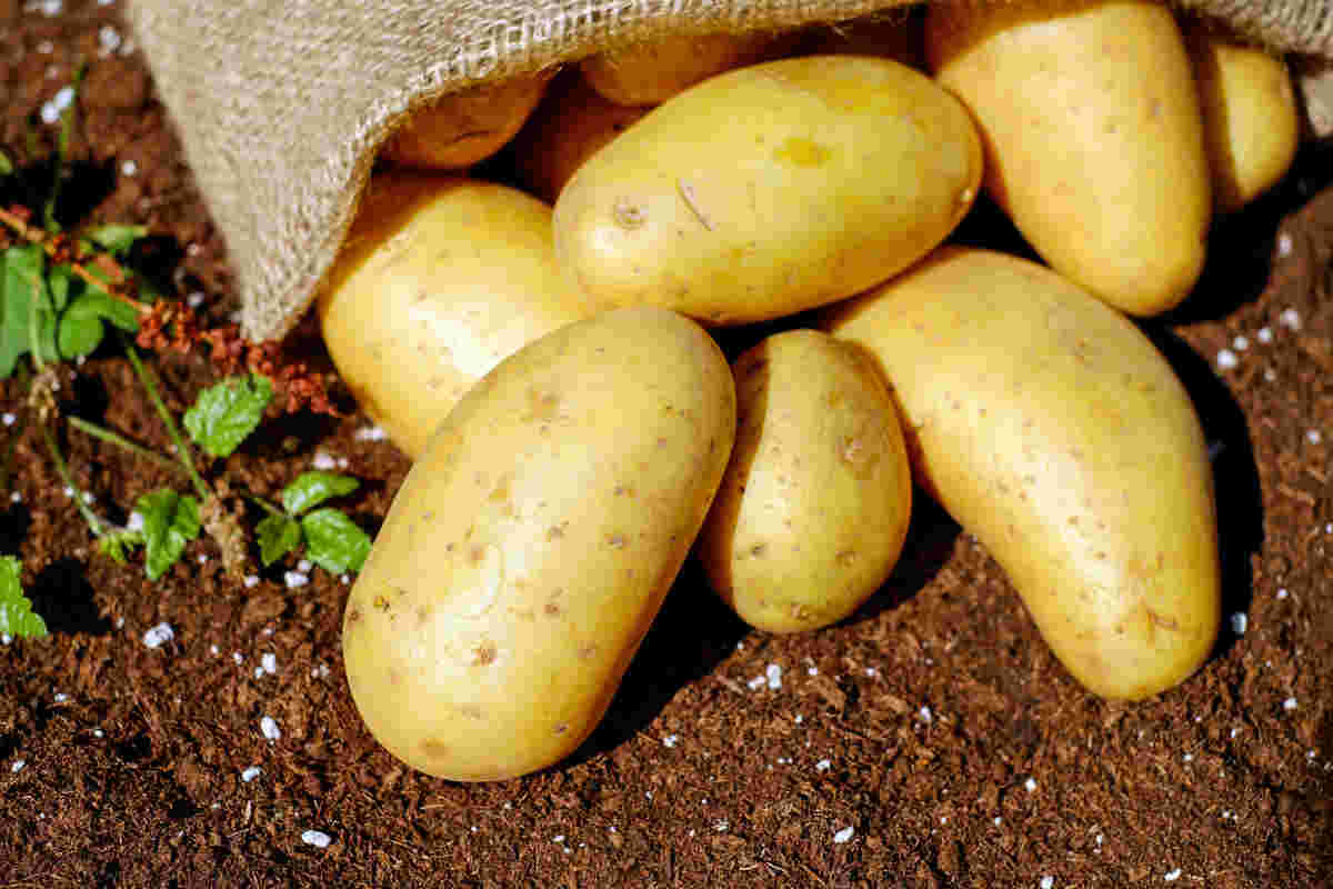 Patatas con bechamel