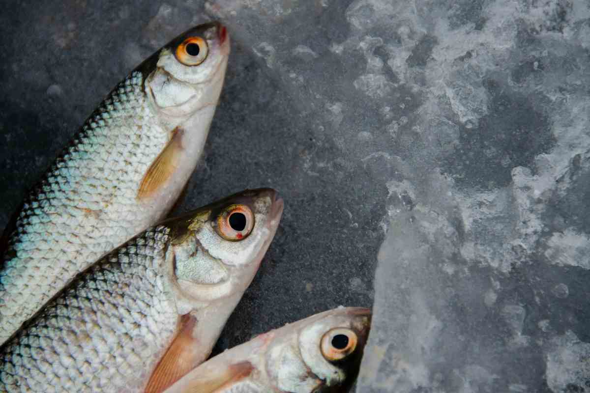 Pescado blanco azul diferencia