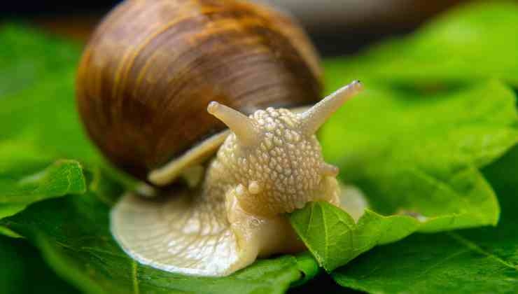 caracol