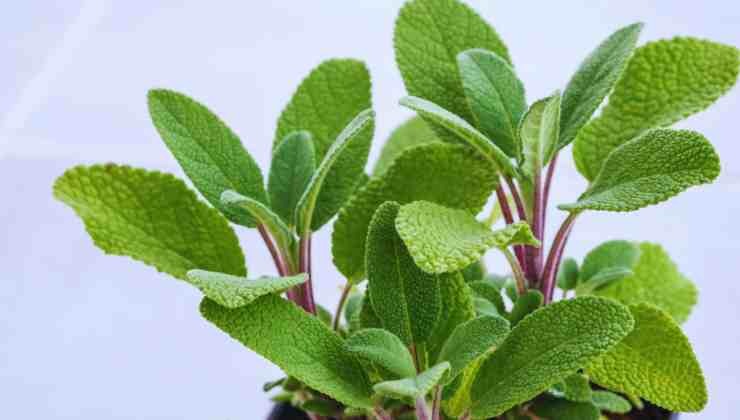 pianta di salvia