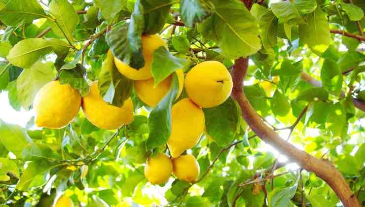 limoni sull'albero
