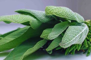 salvia