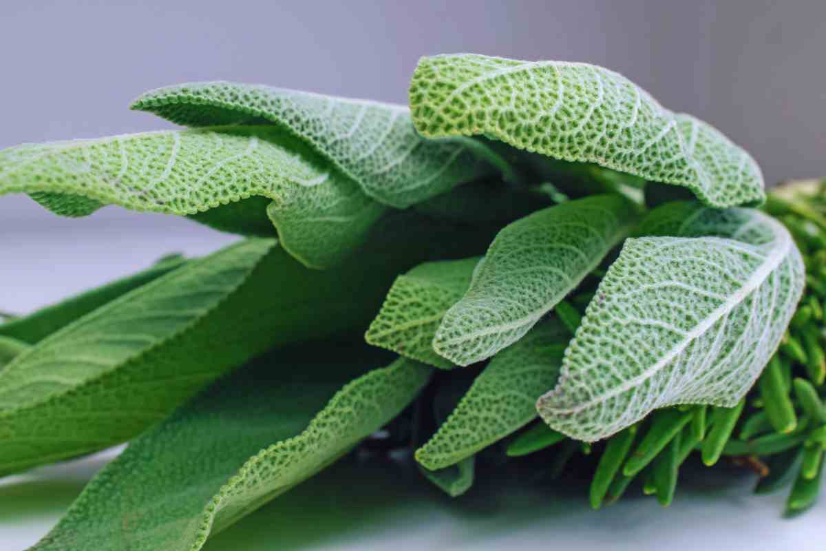 salvia