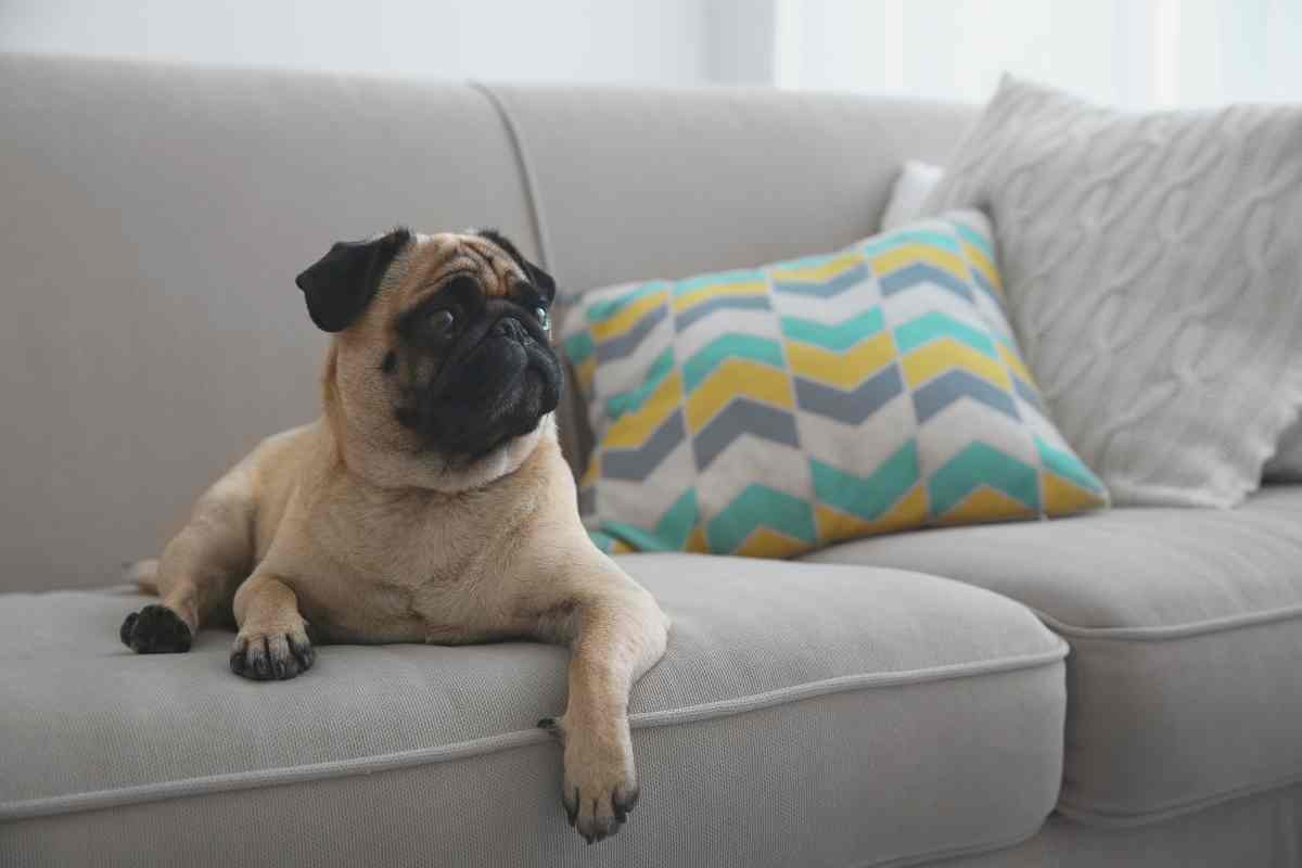 cane su divano