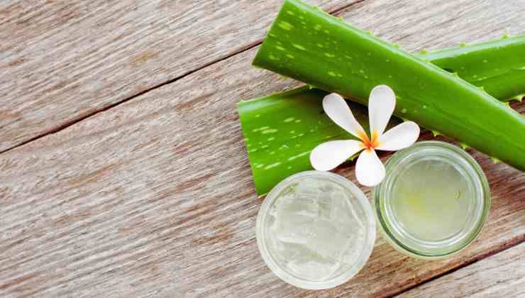 aloe vera