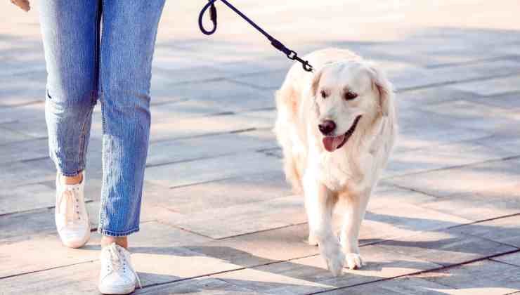 donna che cammina con cane 