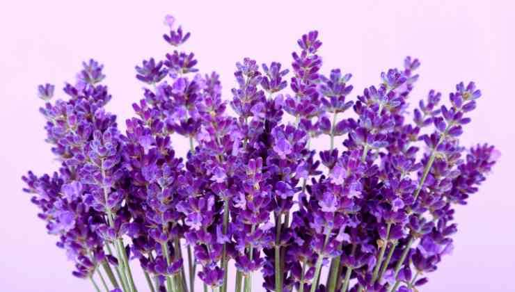 lavanda 