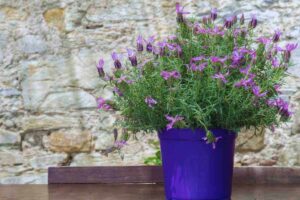 piantina di lavanda
