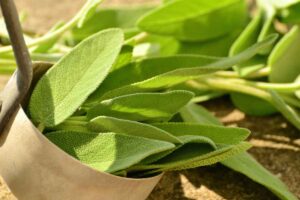 Foglie di salvia