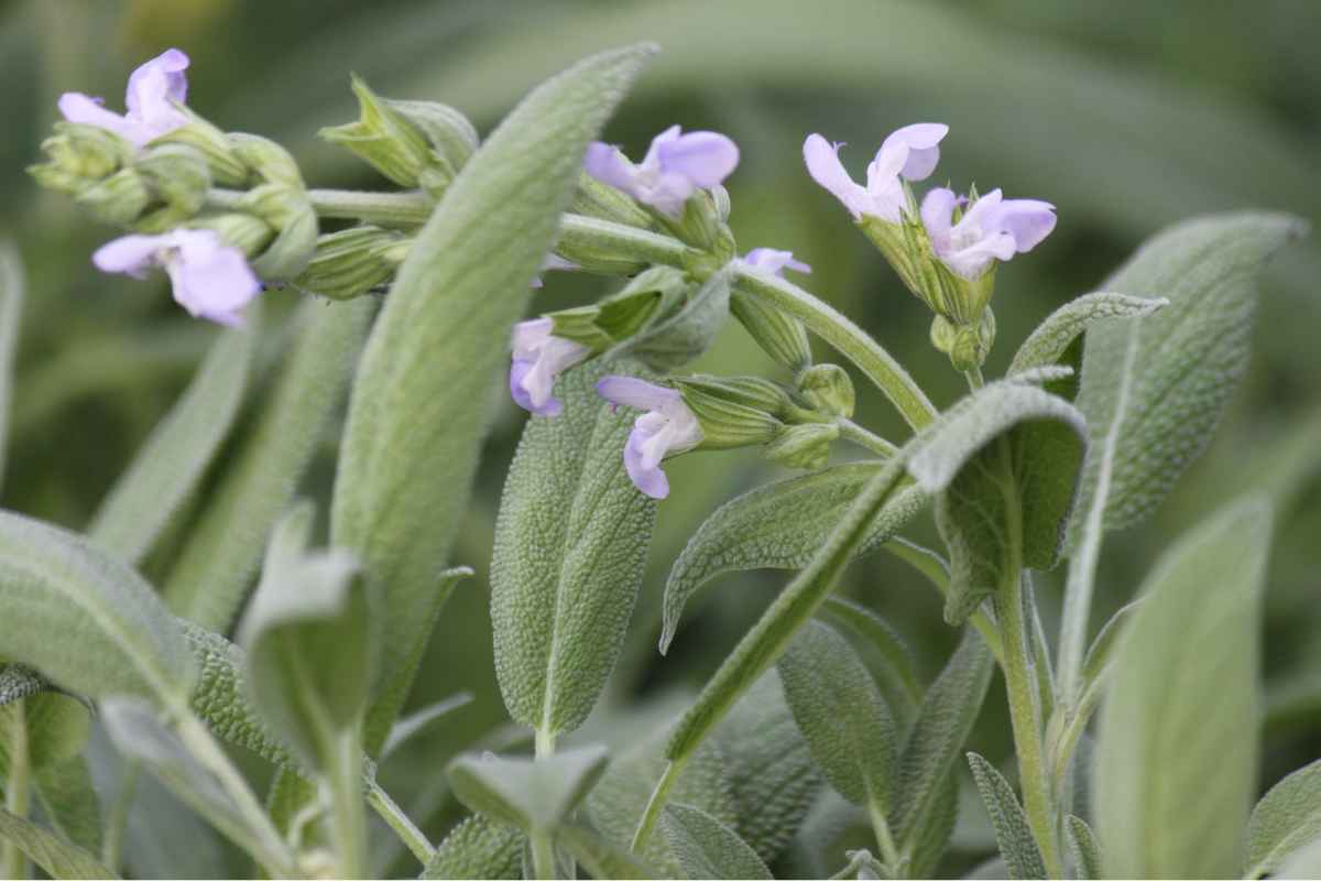 Pianta di salvia con fiore