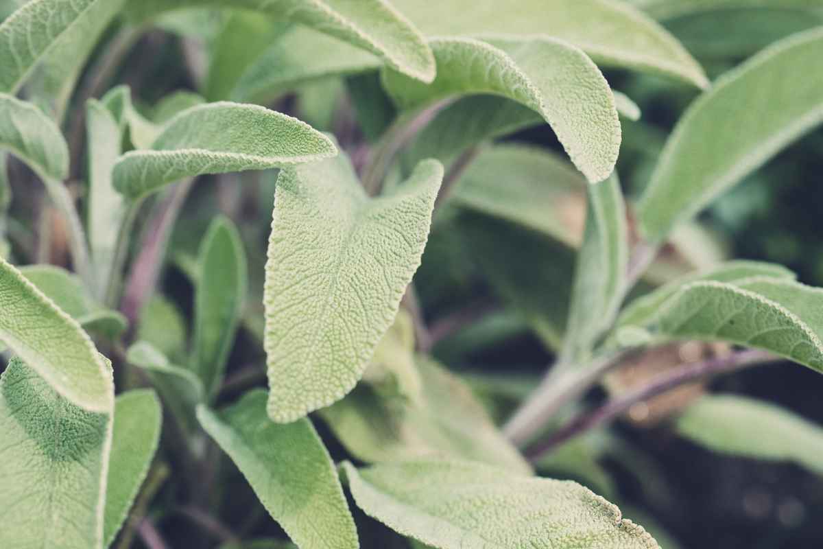 Pianta di salvia