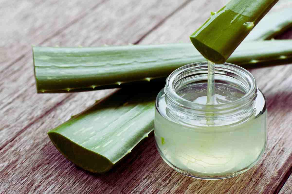aloe vera pianta y gel