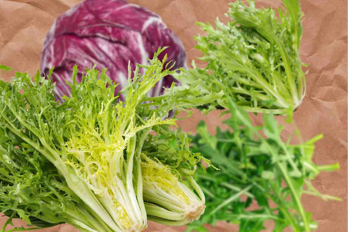 radicchio,cicoria,scarola